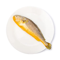 냉동 참조기 3 파운드