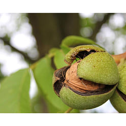 NESTLADY Raw Walnuts | California Nuts|No Shell | Resealable Package Fresh 400g 1 count