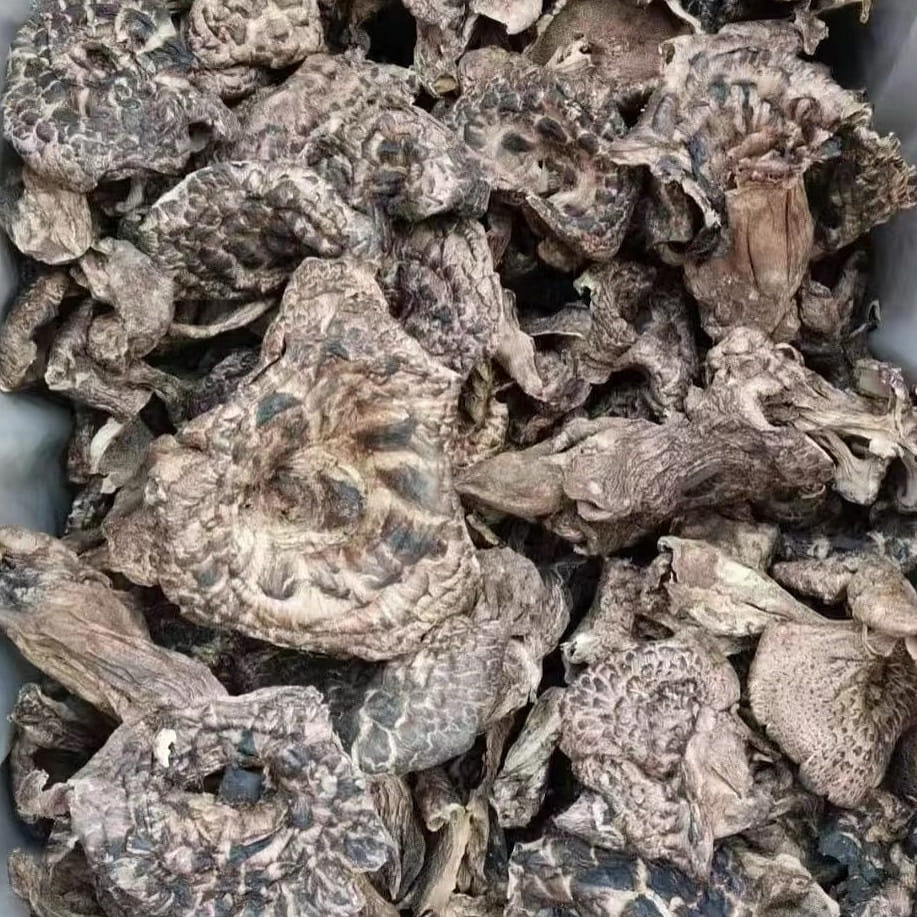 Dried Wild Baby Sarcodon imbricatus Mushrooms 2 ออนซ์
