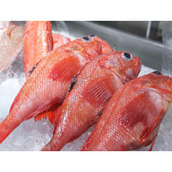 Akamutsu (Nodoguro) 1.5 파운드