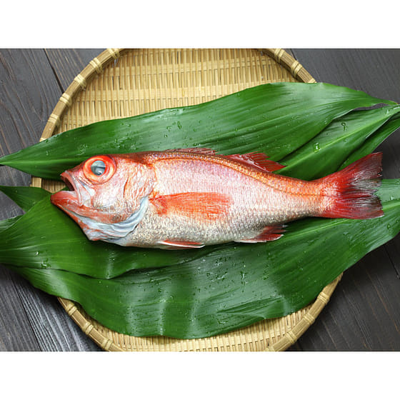 weee_seafood_Akamutsu (Nodoguro) 1.5 lb