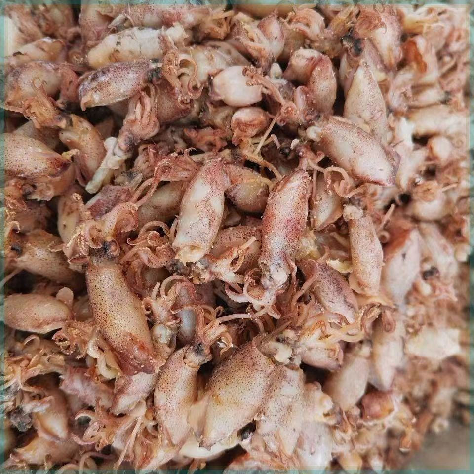 Fishermen's new dried sea nudibranchs 20g*1 pack 20 그램