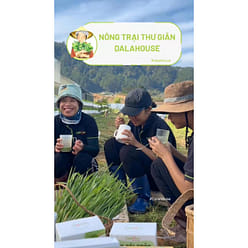 DALA HOUSE PENNYWORT POWDER MIX 2.11 oz