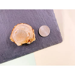 Hokkaido Grilled Dried Scallops Snacks Spicy 440g 1 each