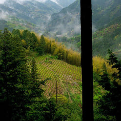 Mountain Sencha Green Tea (Certified Organic) 1 each