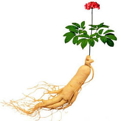 정원삼 6년근 고려홍삼정 365 스틱 30포 + 쇼핑백, (300g, 6개) 1 케이스