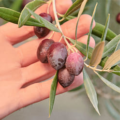 그라자 쿠킹용 엑스트라 버진 올리브 오일 - 750 ml 750 밀리리터