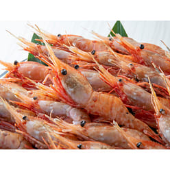 Frozen Botan Ebi (Spot Prawn) XL 21-24 PC 2.2 lb