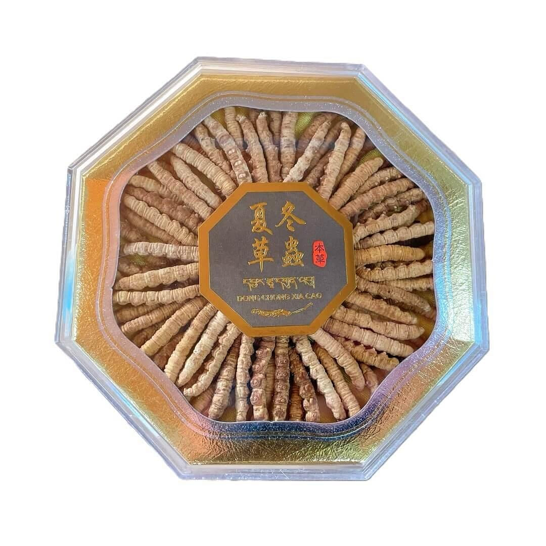 Wild Cordyceps Large Size (1 oz) 1 온스