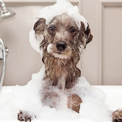 宠物香波 狗用婴儿香粉味 500ml，1个 500 毫升