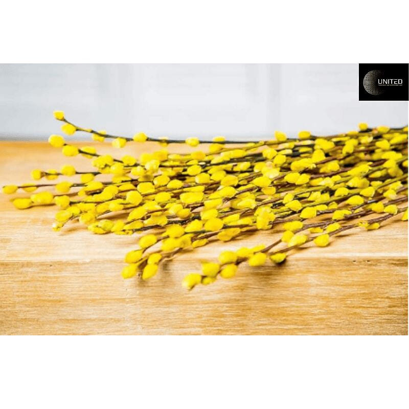 Pussy Willow l Nu Tam Xuan (Yellow, 28 inches) 1 lb*20 counts