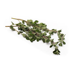 Marjoram Herb 0.75 oz
