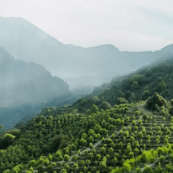 NESTLADY 여름바람·유화향 황황단축 차잎 우룡차【차중향수】 50 그램