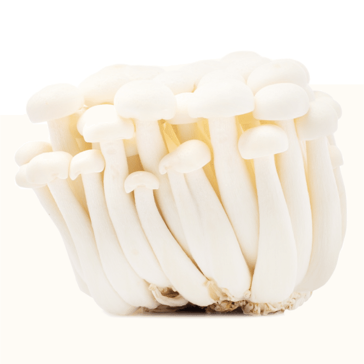 ホワイトブナシメジ 1 各 - Weee!