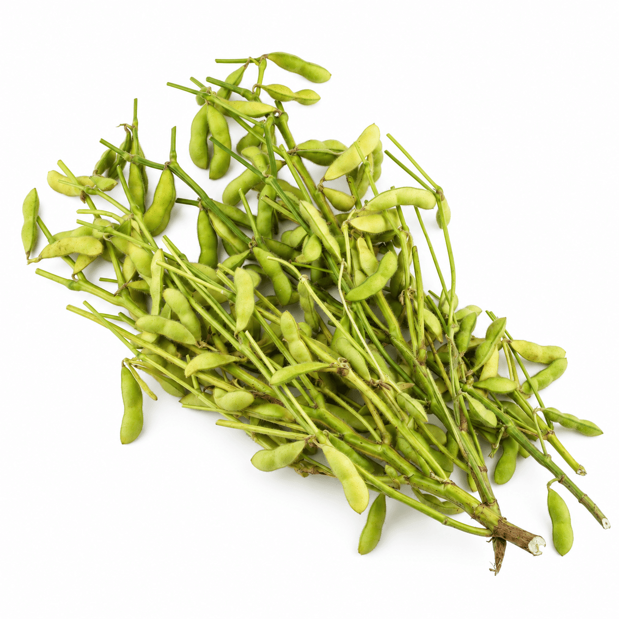 Edamame With Stem 1.3-1.5 lb