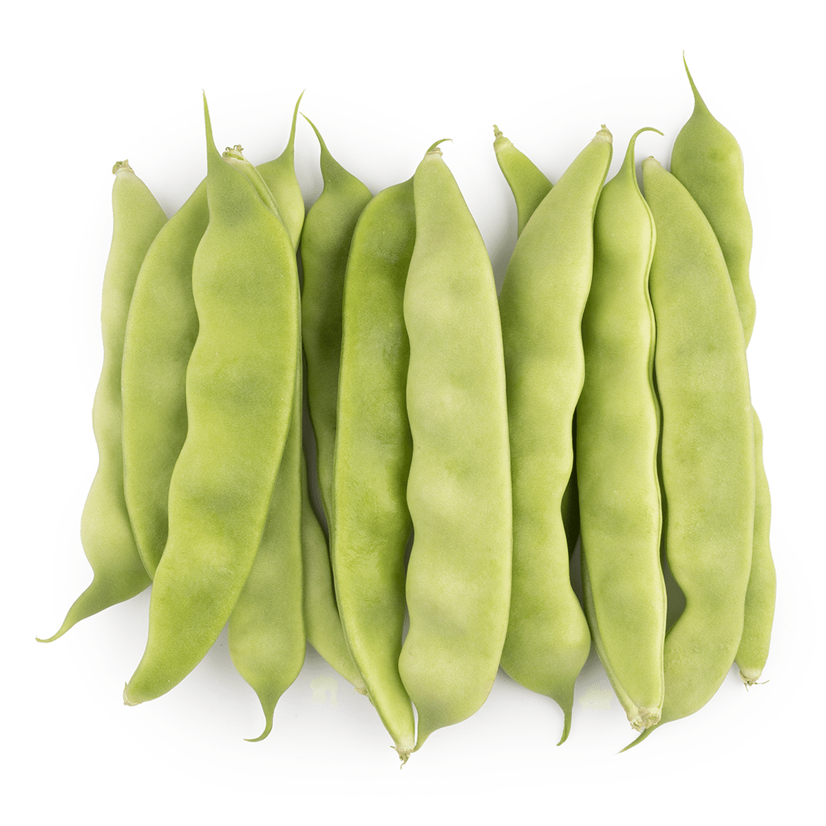 Hyacinth bean 1 lb