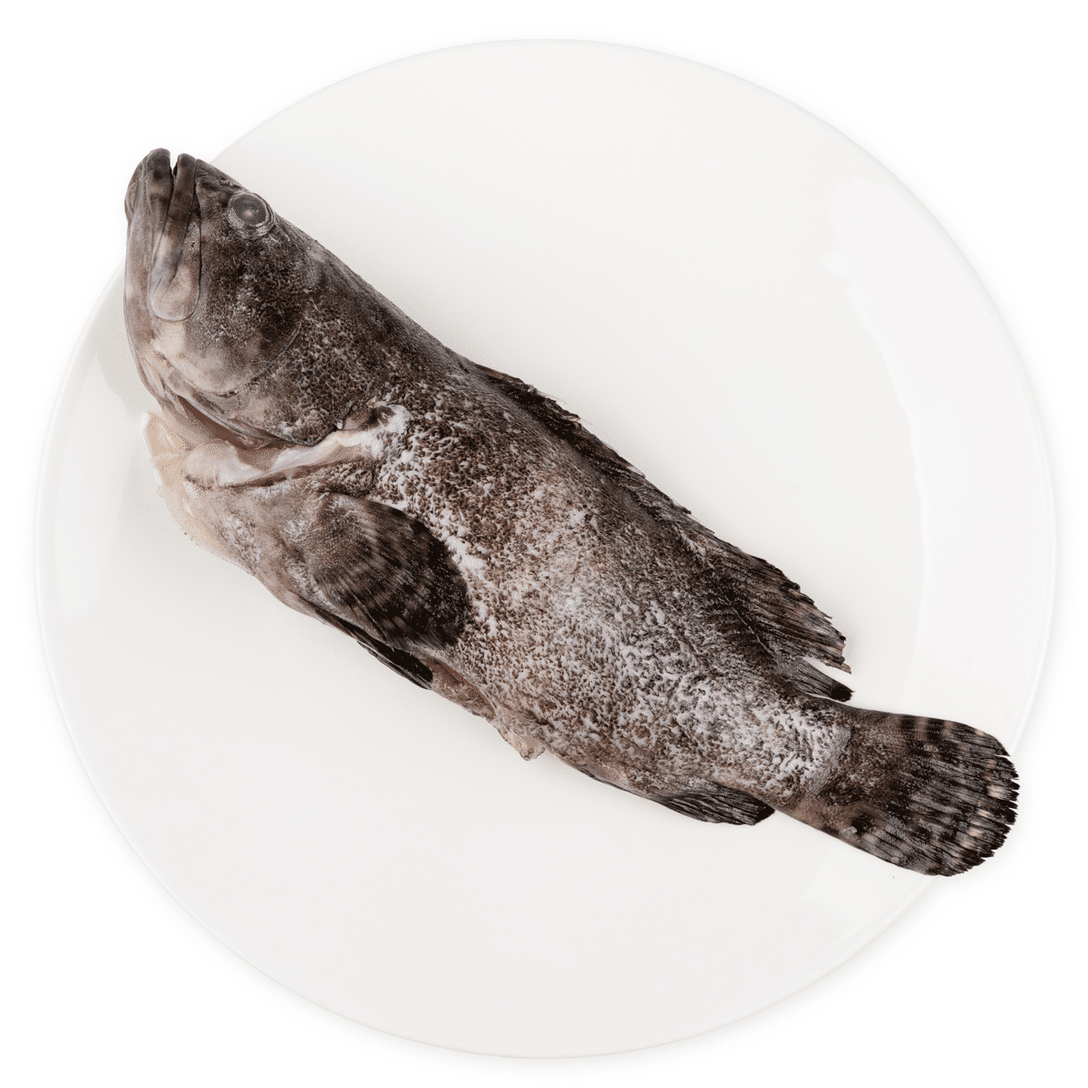 TSF Tiger Grouper GGS, Frozen 500-600 g