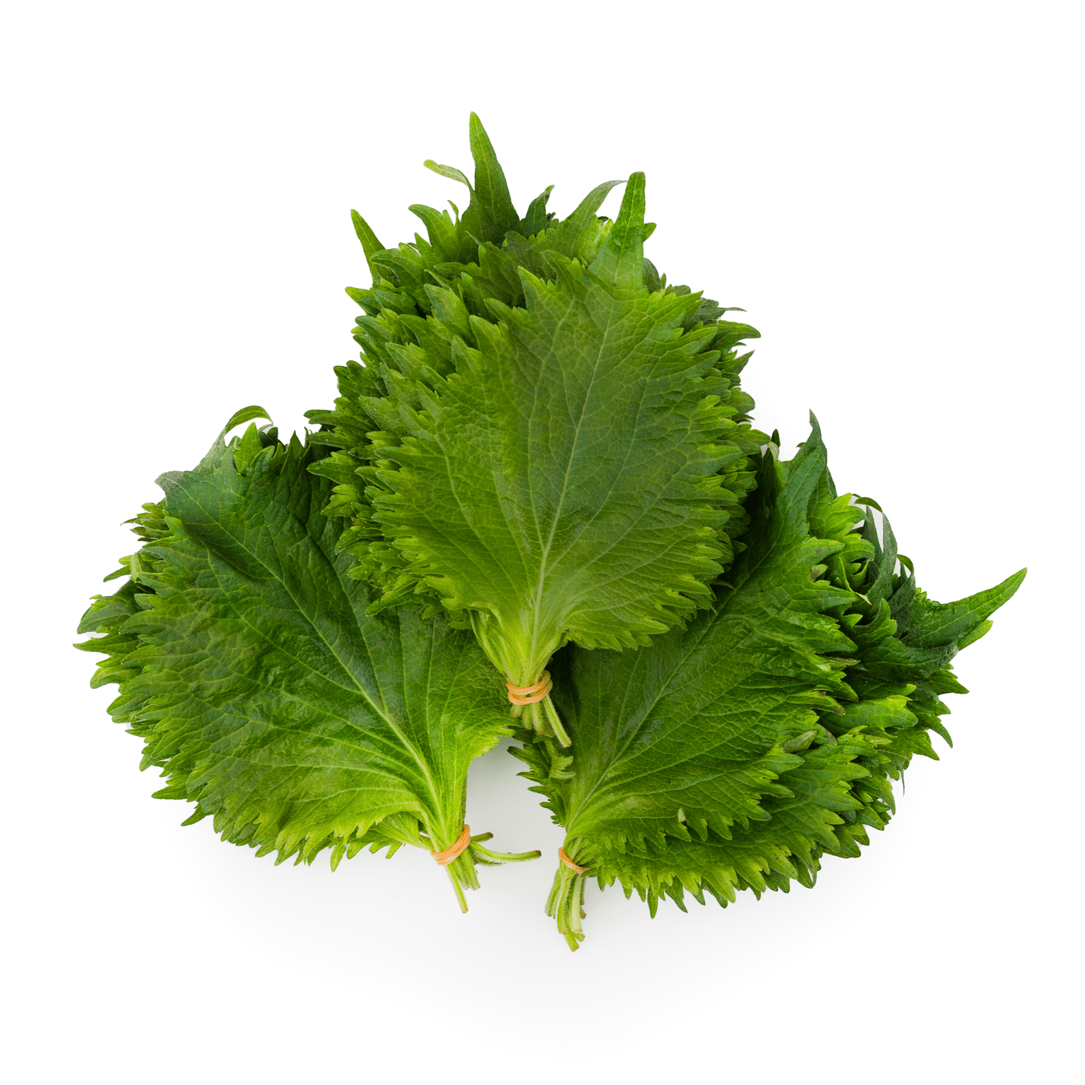 Hojas de Shiso Verde (Ohba) 10 manojos 10 manojo(s)
