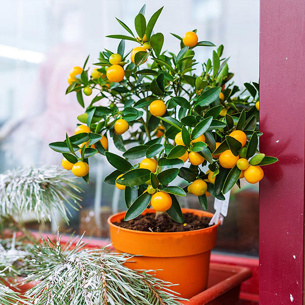 Kishu Mandarin Trees for Sale – FastGrowingTrees.com