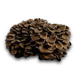 Shogun Maitake Mushrooms 85 g