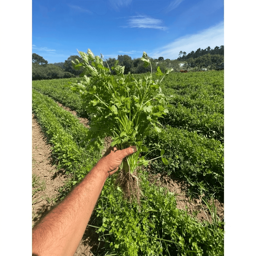 Cal-Organic Cilantro 1 manojo(s)