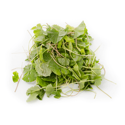 Asiatic Pennywort 1LB 1 파운드