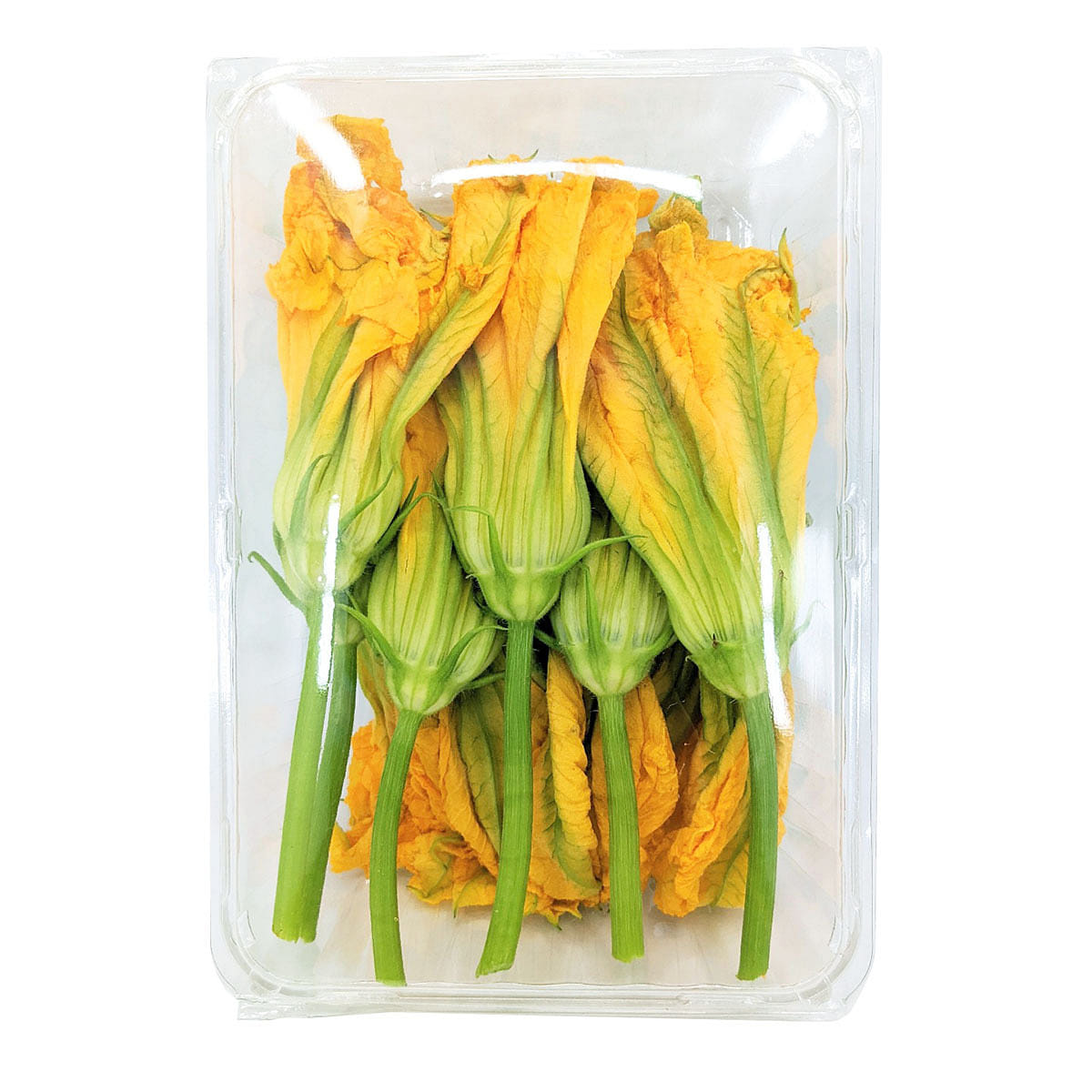 Squash Blossom 12 count 1 box