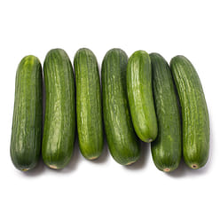 페르시안 오이 14 온스