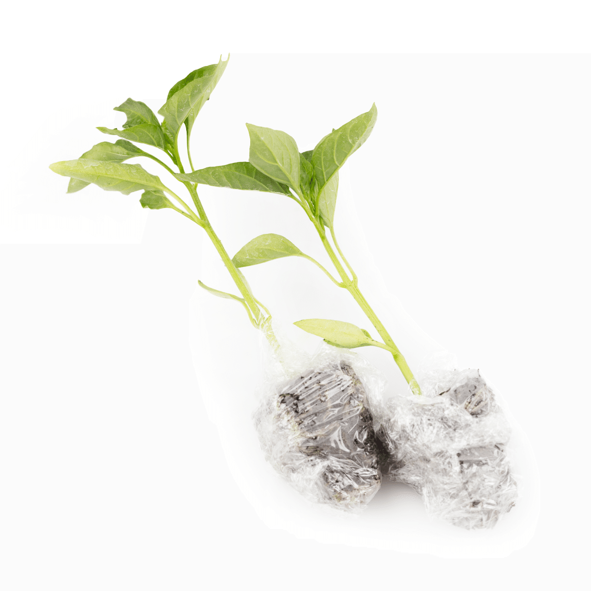 [Nursery]   Spirl Chili Pepper Plant (Medium Spicy) 1 ส่วน