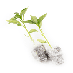 [Nursery]   Spirl Chili Pepper Plant (Medium Spicy) 1 개