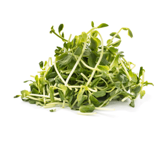 かいわれ大根様 カイワレ大根 2.5 オンス - Weee!