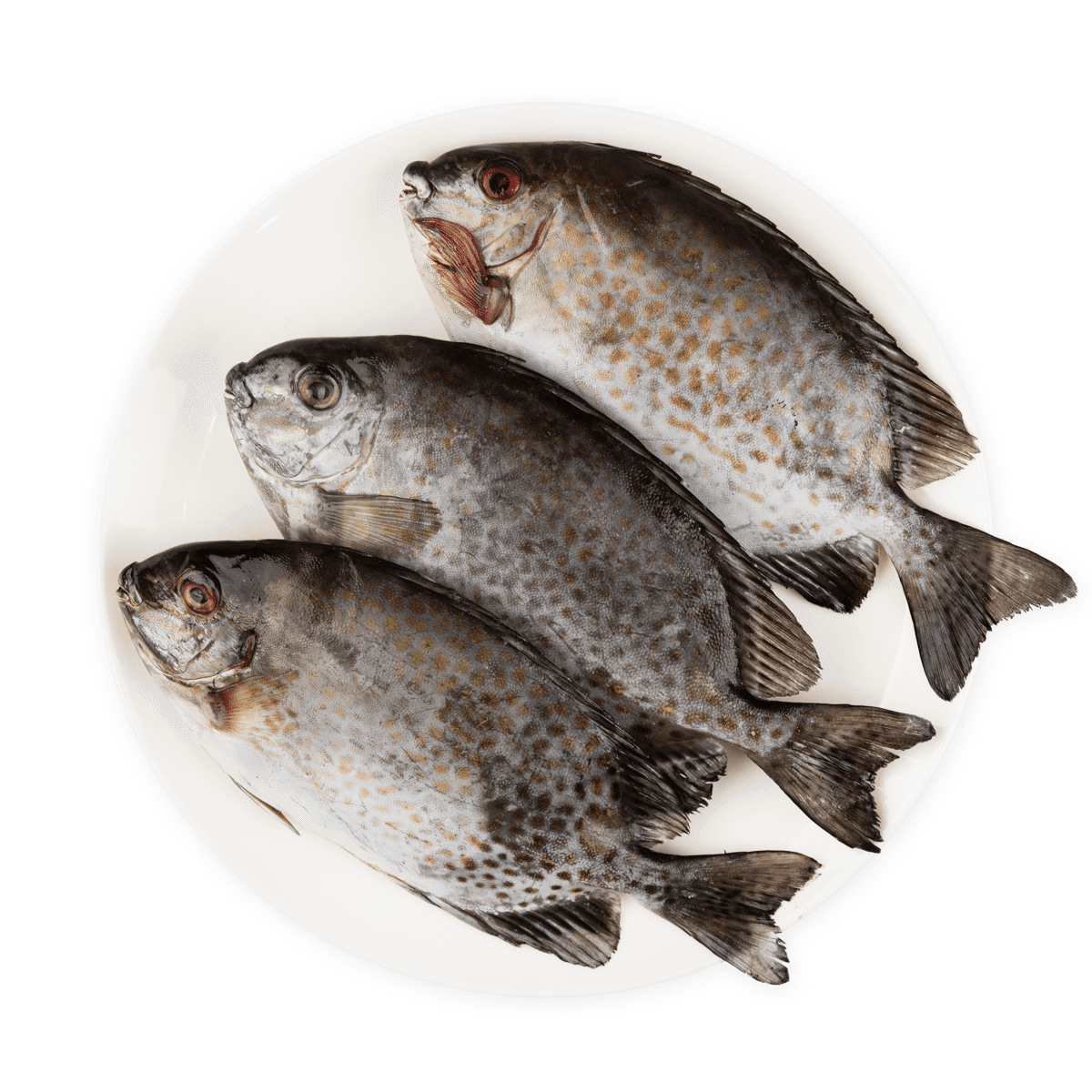 Whole Rabbit Fish, Frozen 2 lb