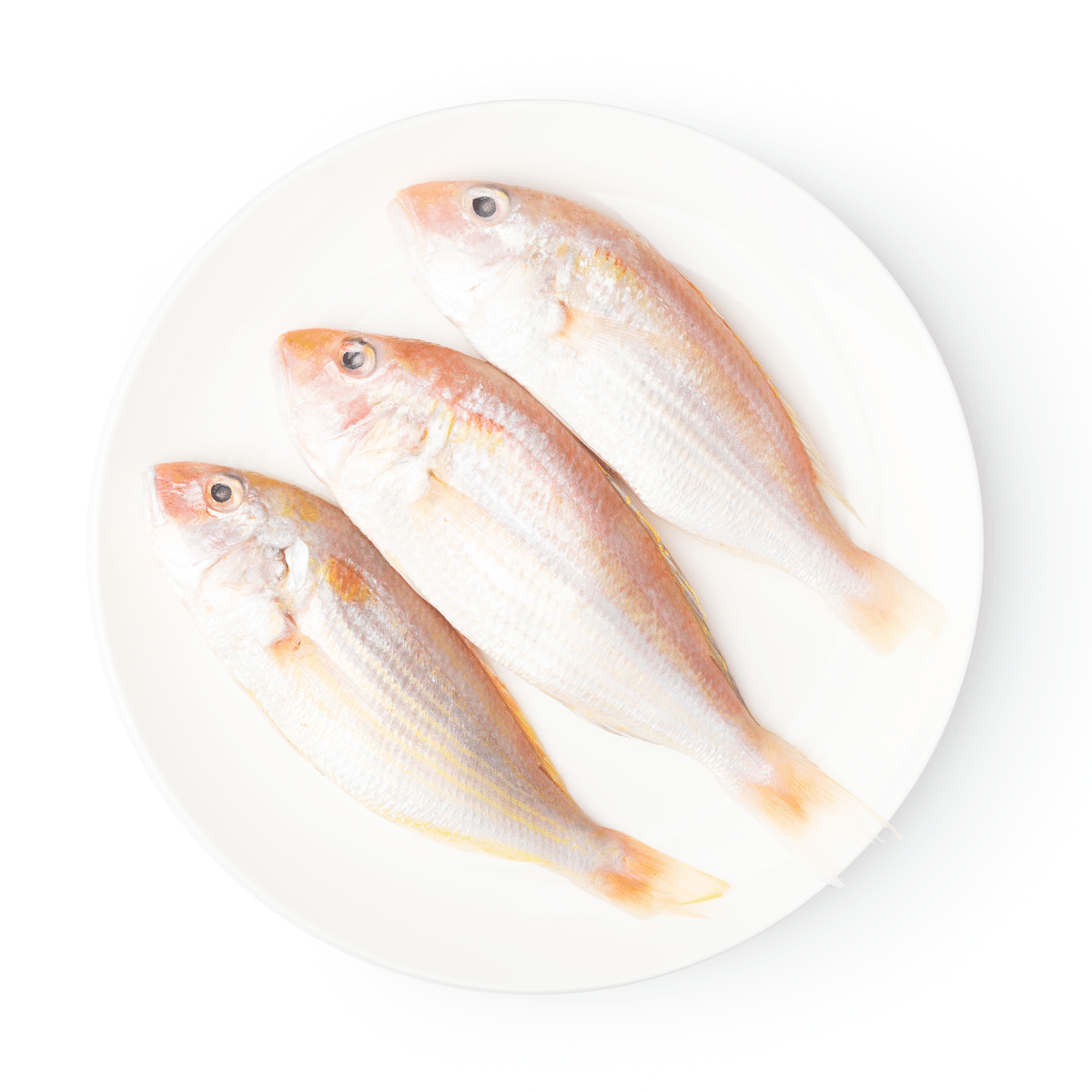 Bisugo (Hilo Dorado), Congelado 2 lb