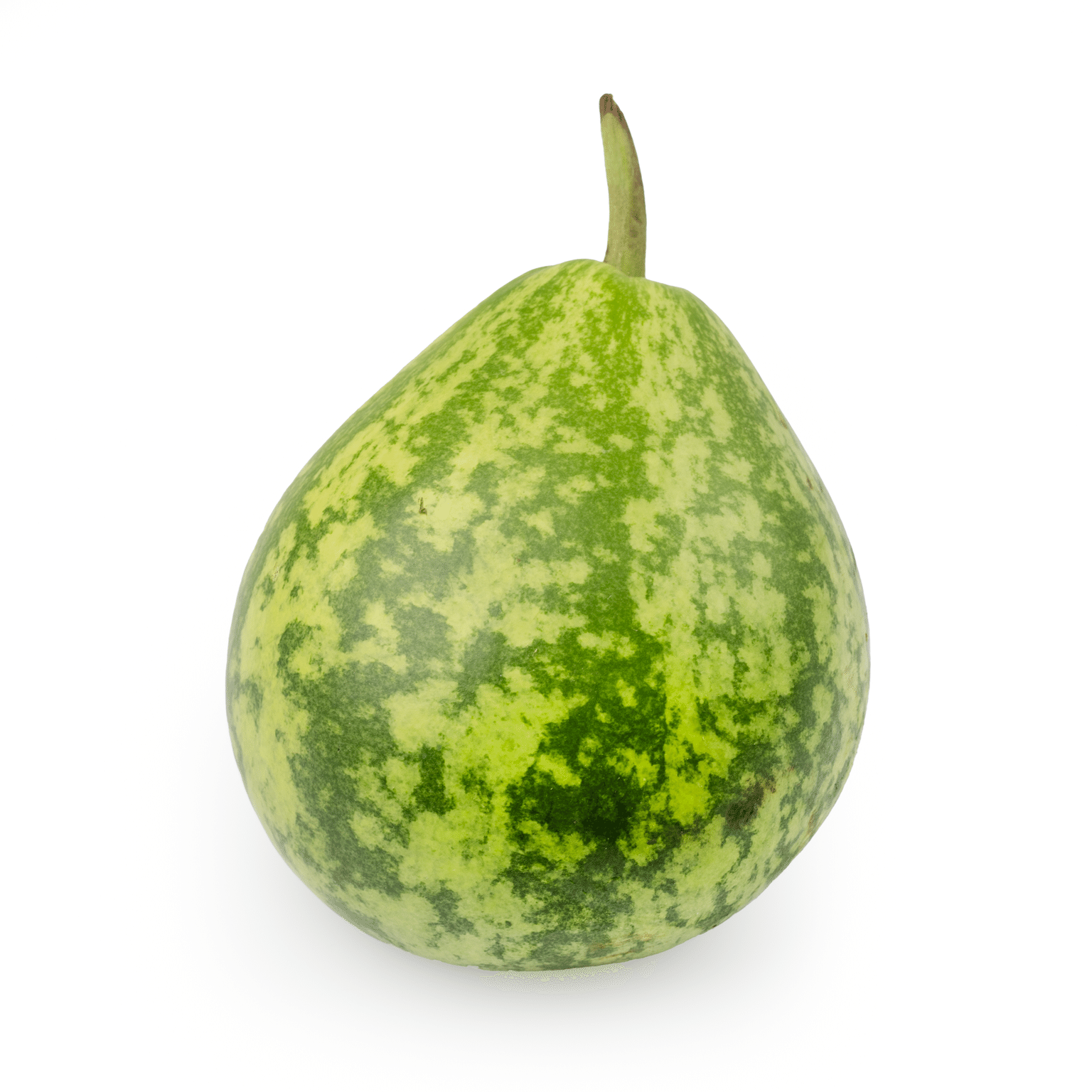 Bengali Squash 1 개입