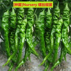 [Nursery]   Spirl Chili Pepper Plant (Medium Spicy) 1 개