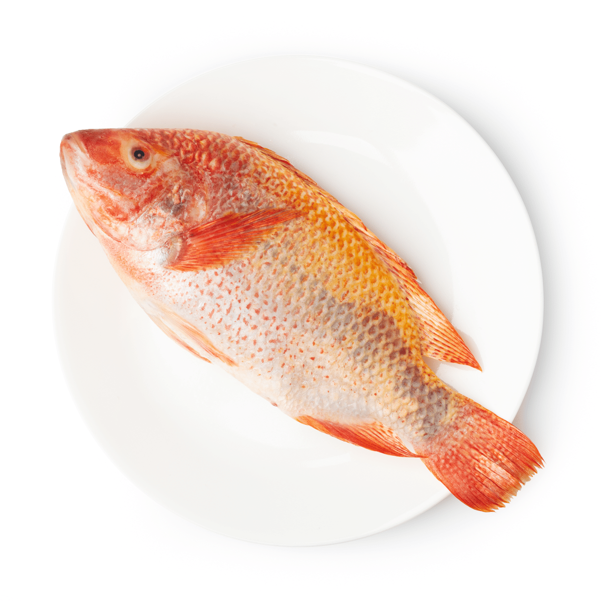 Tilapia roja entera 0.77-1.21 libra(s)