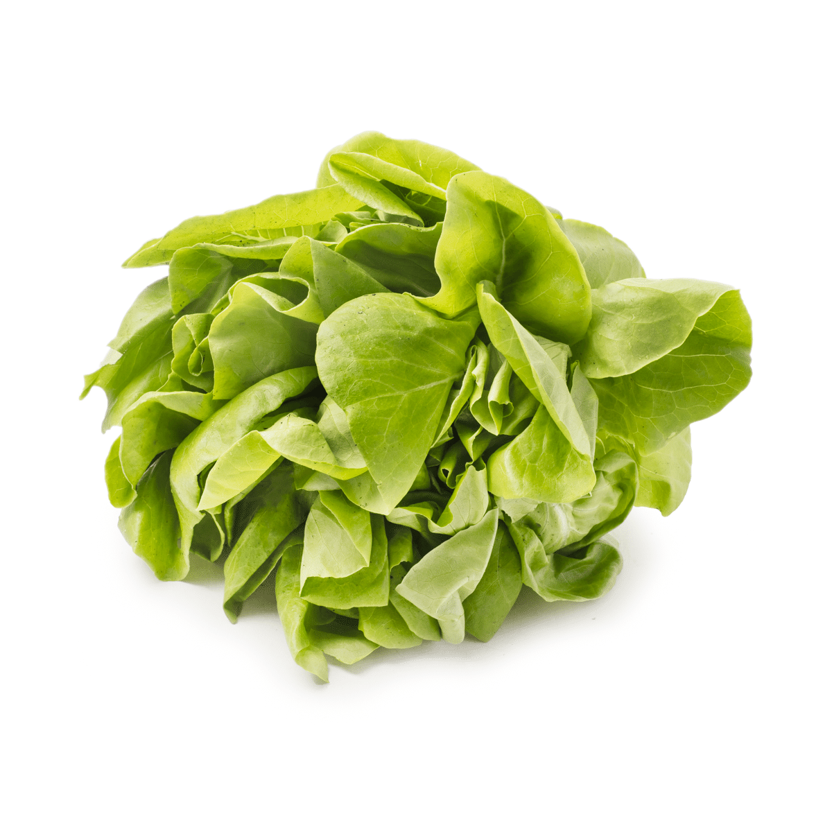 Living Butter Lettuce 1 count