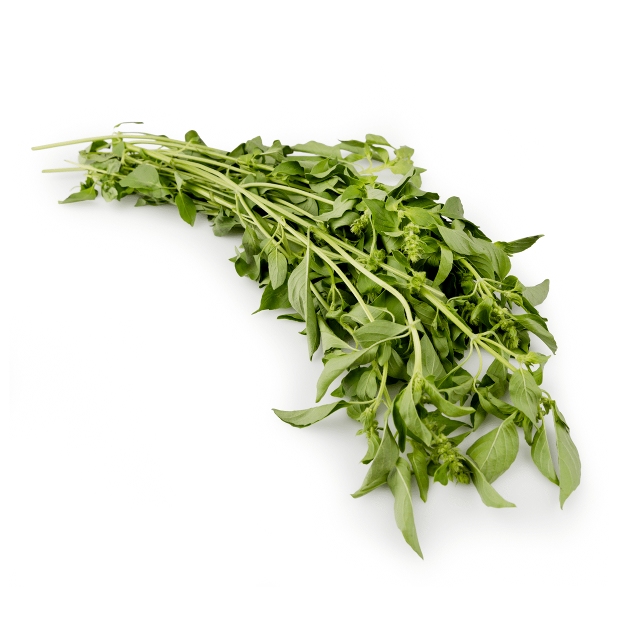 Thai Holy Basil 0.5 파운드