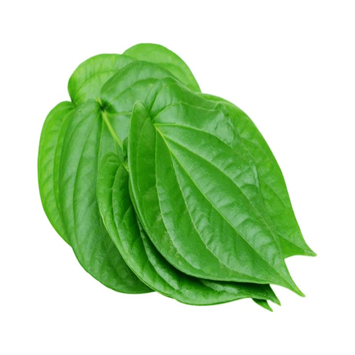 Hojas de Betel (Paan) 0.75 onza(s)