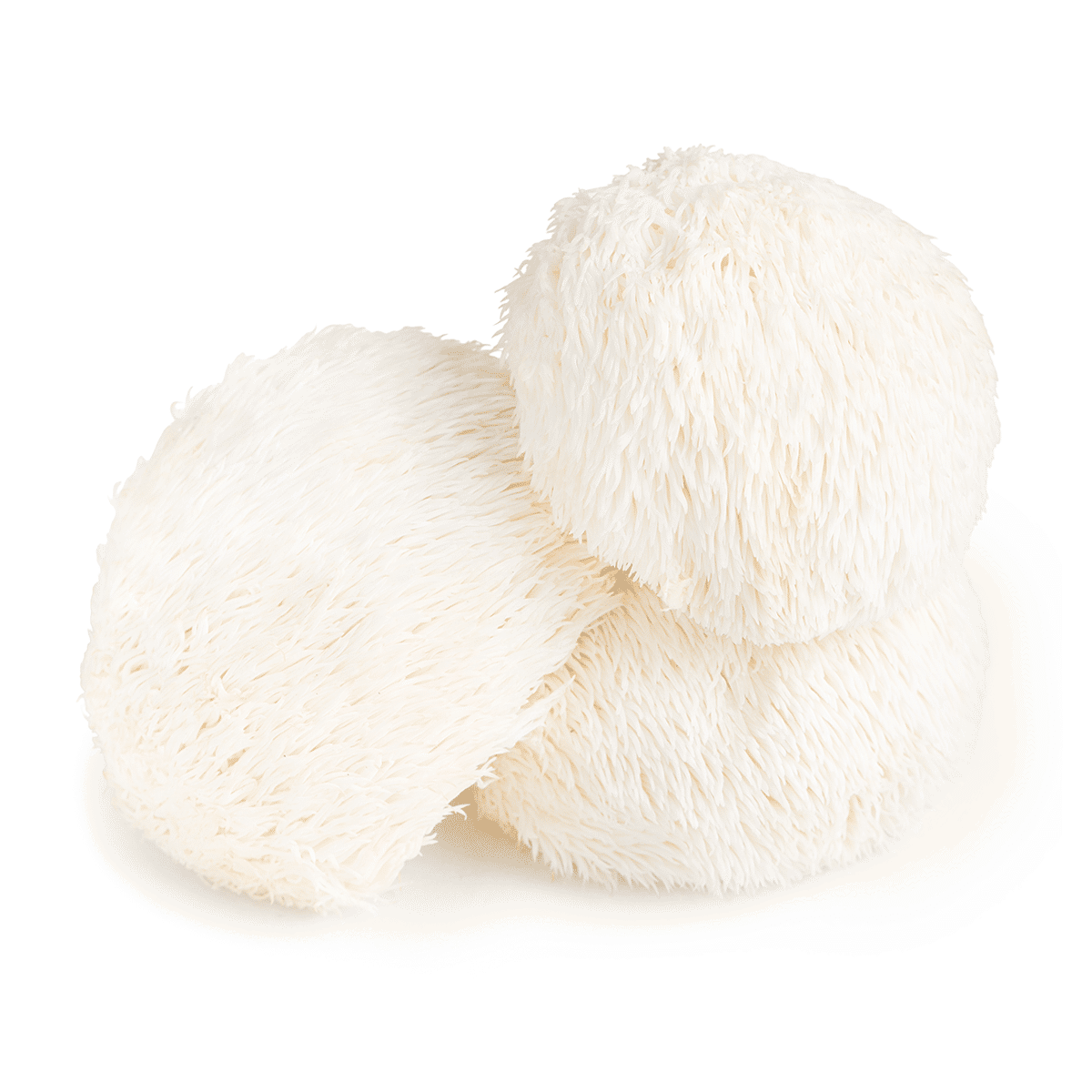 Lion's Mane Mushroom 8 oz
