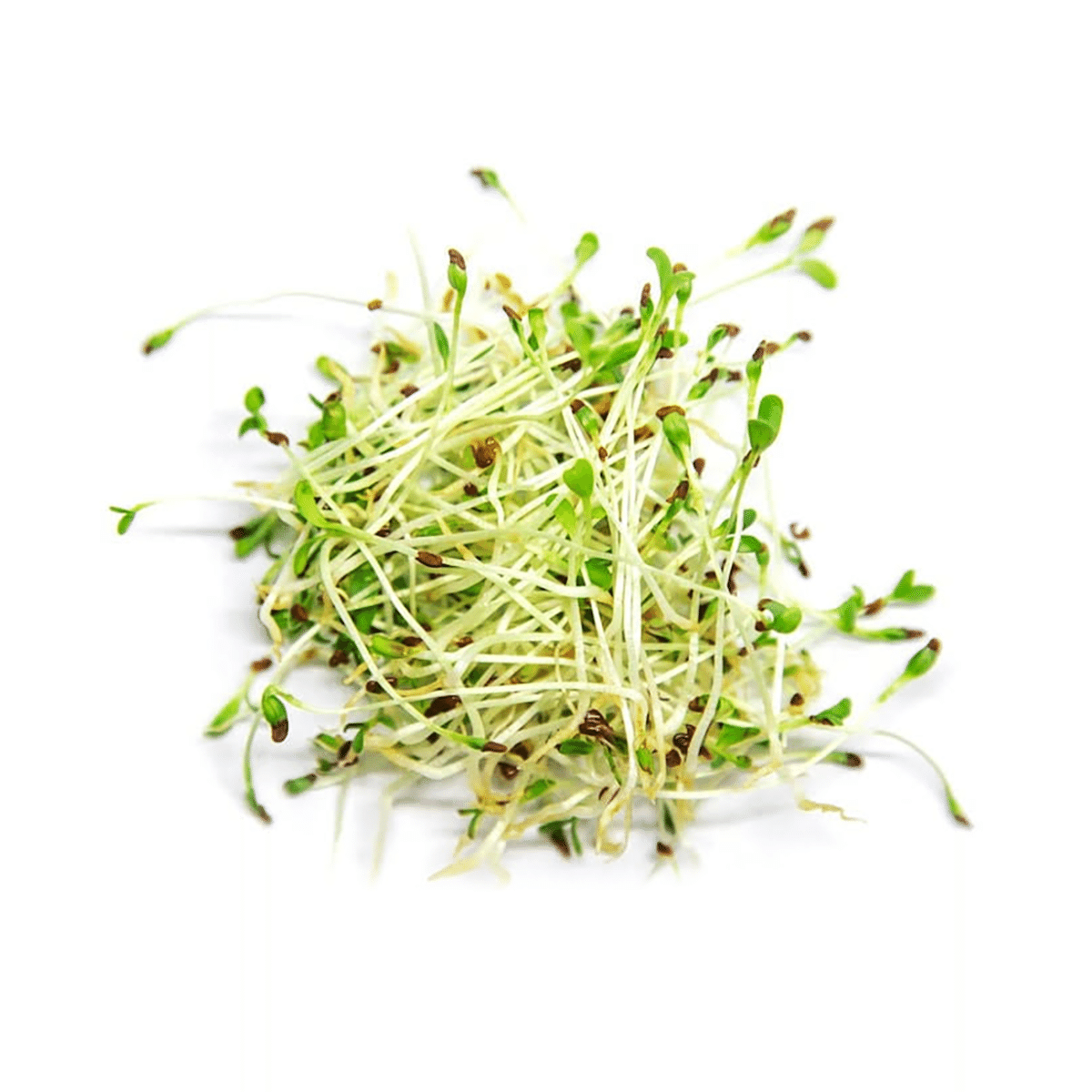 Alfalfa Sprouts 3.25 oz