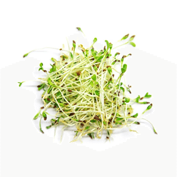 Organic Alfalfa Sprouts 2oz 1 each