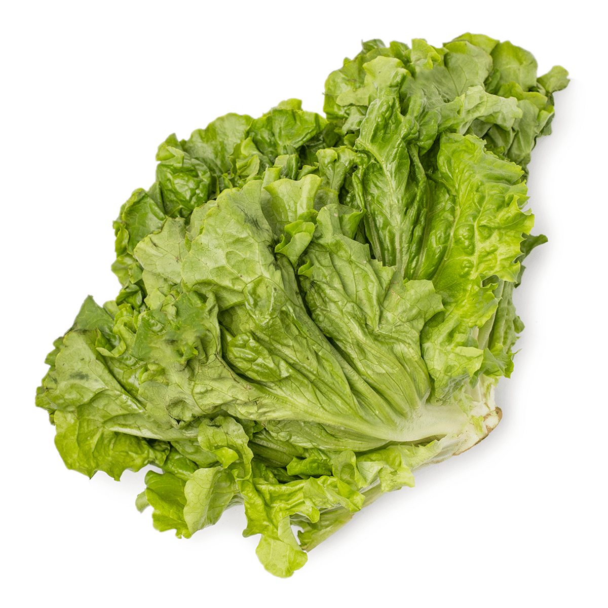 Lechuga verde 1 unidad(es)