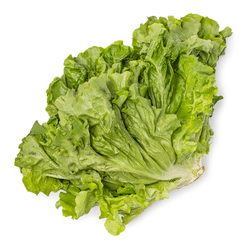 Green Leaf Lettuce Bunch 1 count
