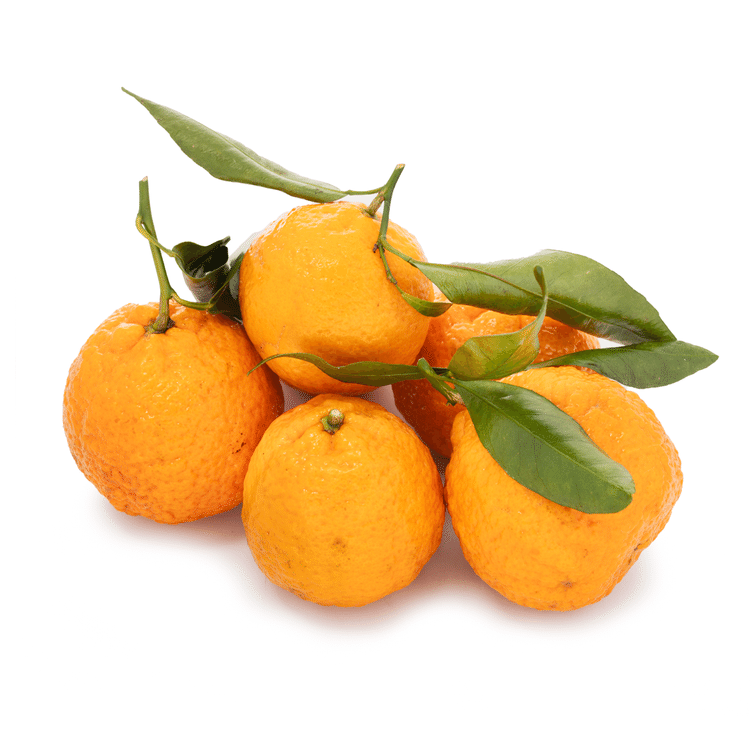 超美品 Golden Nugget Orange ゴールデンナゲット オレンジ 超美品 Golden Nugget Orange ゴールデンナゲット オレンジ