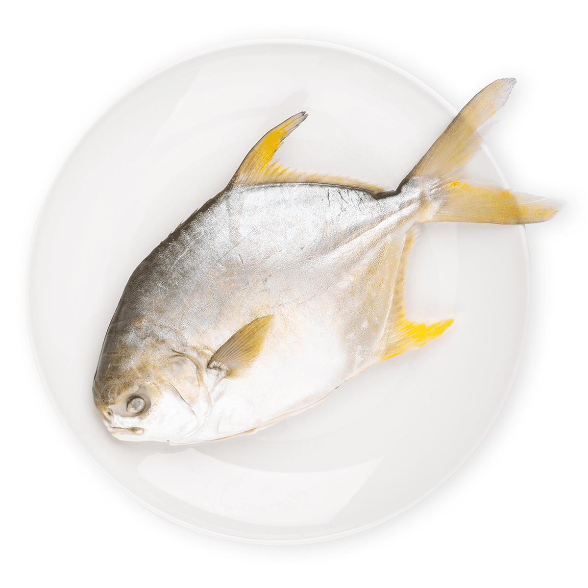 Golden Pompano Gilled & Gutted, Frozen 500-600 g