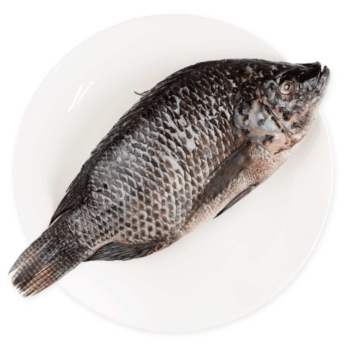 Jumbo Whole Tilapia, Fully Cleaned, Frozen 800-1000 g