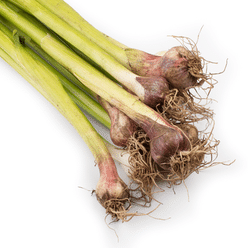 Chinese Purple Young Leek 1 lb