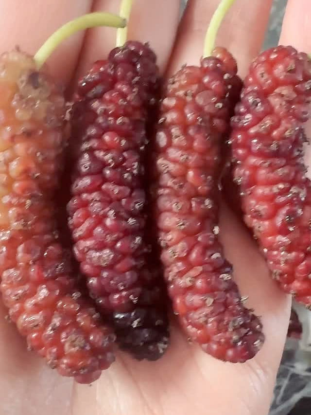 新鮮マルベリー10キロ カリフォルニアブラックマルベリー