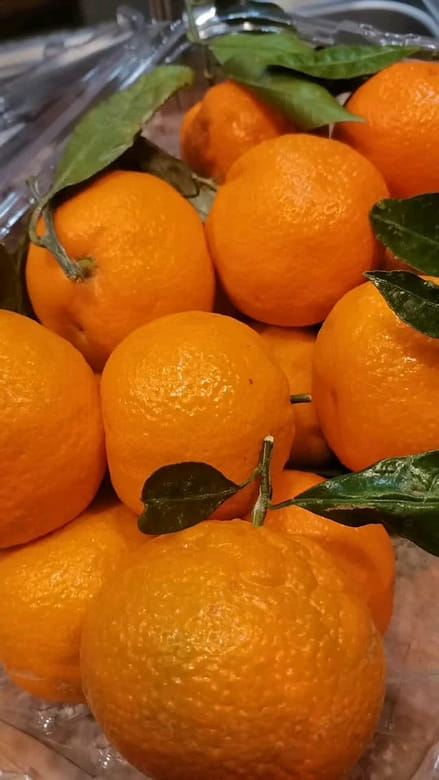 葉付きの種なしスイートオレンジ🍊